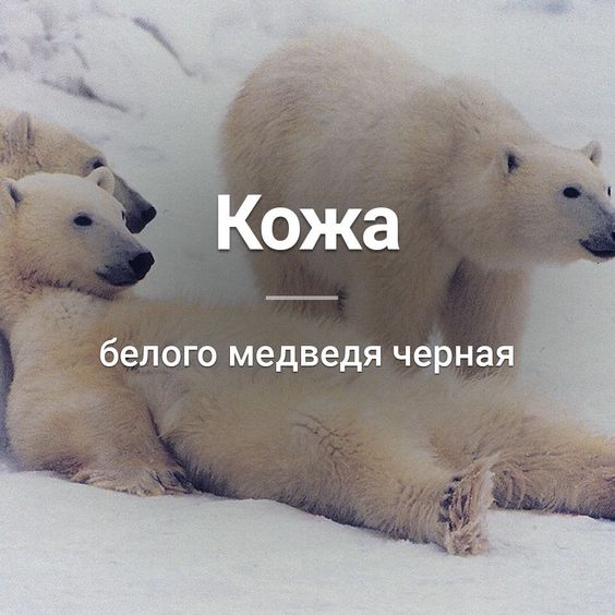 НаШи ЛюБиМые ЖивоТные