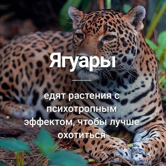 факти-бг