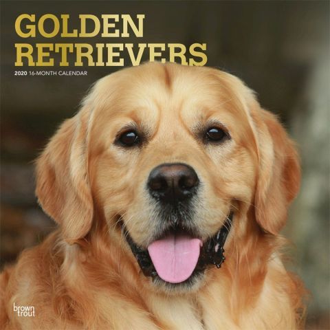 Golden Retrievers 2020 Calendar These Beautiful Dogs Are Loyal