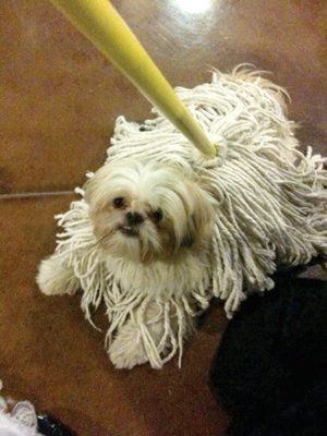 "I'm a mop! How's this for a Halloween costume?"