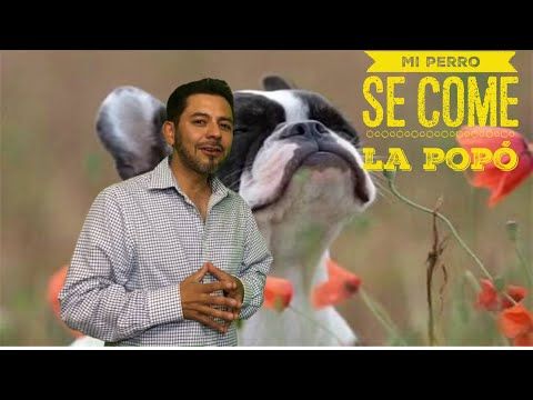 Pin En Perros