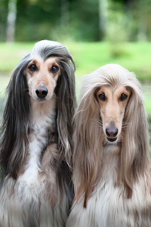 Afghan Hound 17 Afghan Hound Afghan Hound Puppy Hound Dog Breeds