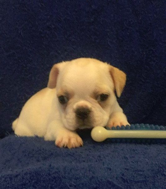 French Bulldog Puppy For Sale In Charleston Sc Adn 71560 On