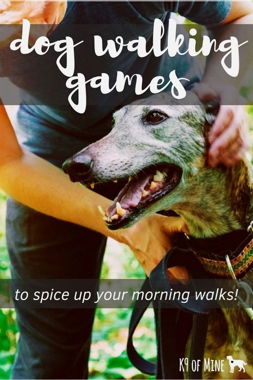Pin On Dog Training Camp