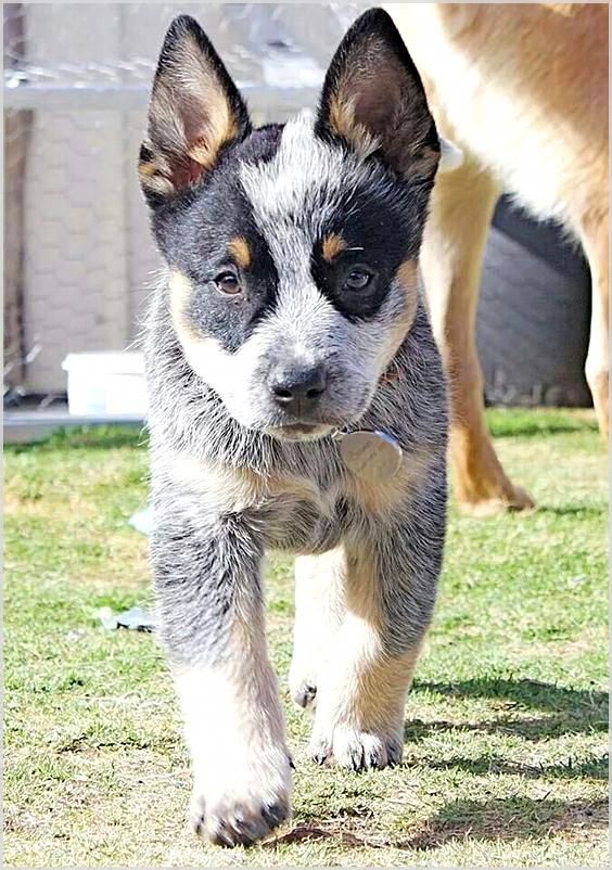 What Makes My Dog Training System So Unique Austrailian Cattle