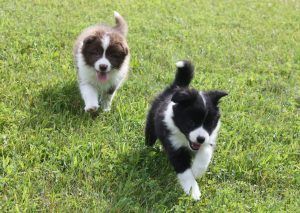 Adopt A Border Collie Puppies For Sale In Ontario Canada