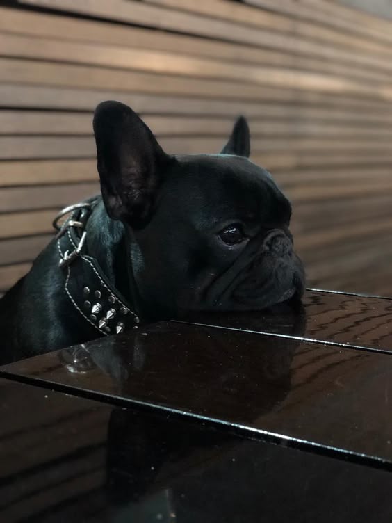 Esperando Su Comida French Bulldog French Bulldog Puppies Brindle French Bulldog