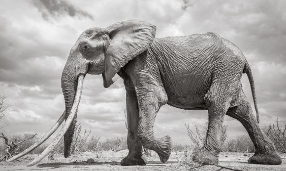 The last images of an incredibly rare \'big tusker\' elephant