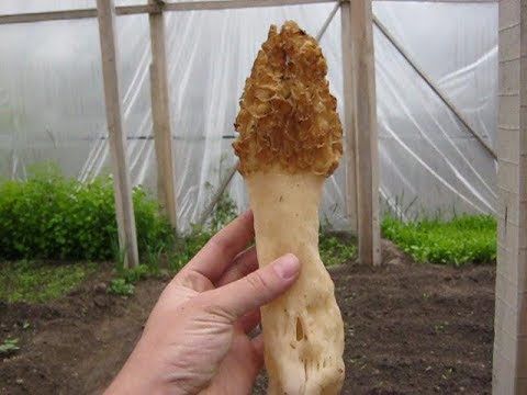 Kuzu Gobegi Sporu Nasil Alinir How To Extract Morel Mushroom Spores Youtube Organik Bahcecilik Fikirleri Mantar Organik Bahcecilik