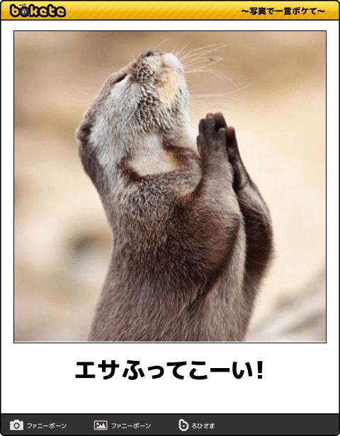 エサふってこーい!