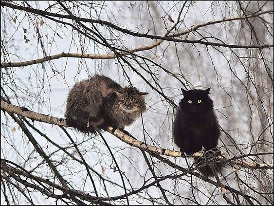 Уже коты прилетели😊