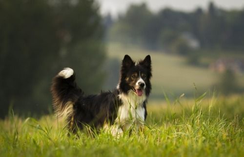 Bordercollie Colliepoint Girl Dog Names Dogs Healthiest Dog