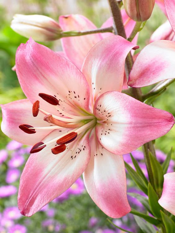 Lily Rosella\'s Dream -- Bluestone Perennials