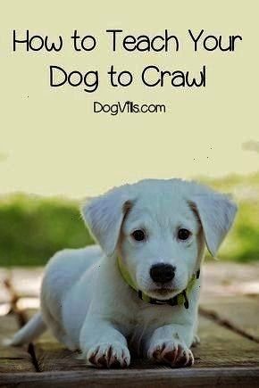 Instructerrific Crawlcostfree Mostterrific Fundamental
