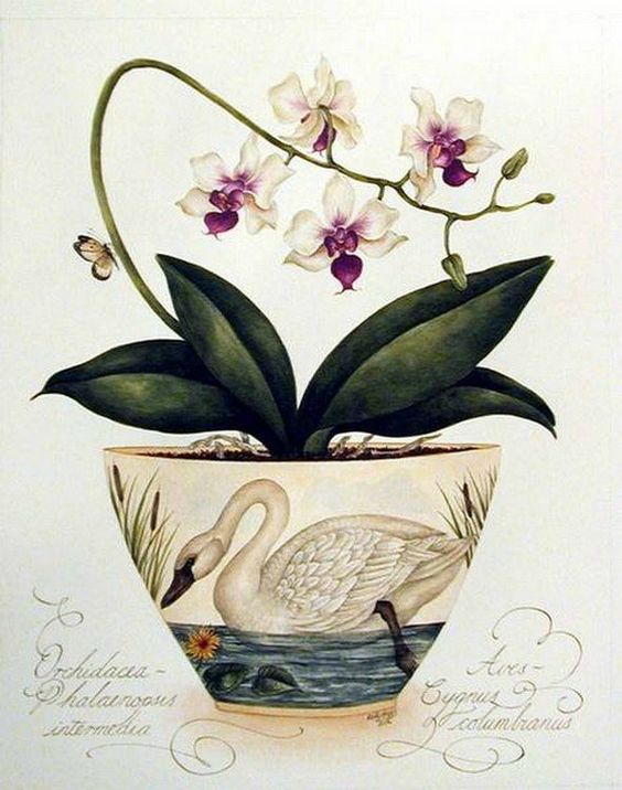kelly higgs botanical art: 6 тыс изображений найдено в Яндекс.Картинках