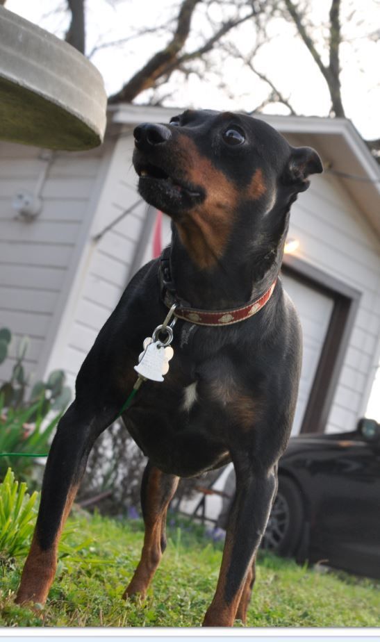 Adopt Bubba On Dogs Paws Rescue Terrier Mix Dogs