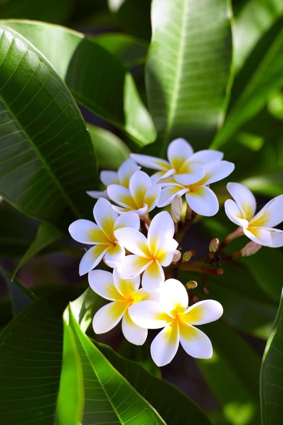 Frangipani rust: what it is and how to treat it