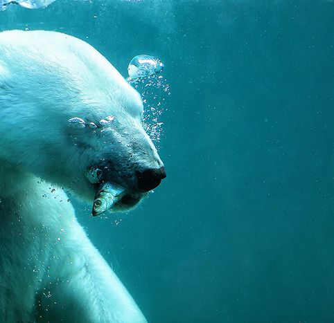 Exercice De Style 2 Polar Bear Animals Fauna
