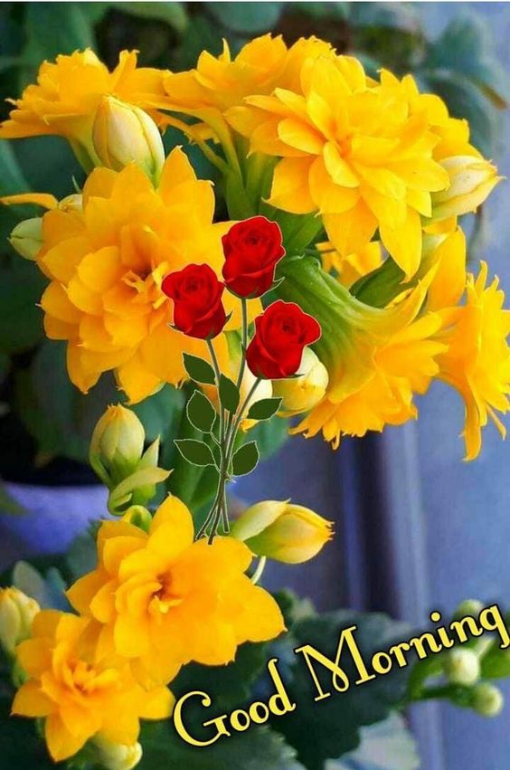good-morning-dr