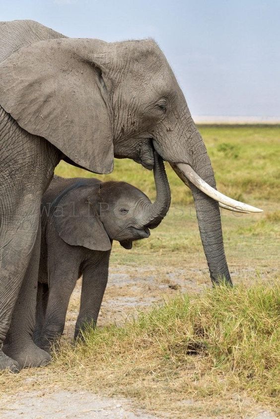 Baby Elephant, Elephant Family Picture, Animal Photography, African Elephants, Wild Nature Photography, Elephant Prints, Vertical Wall Print
