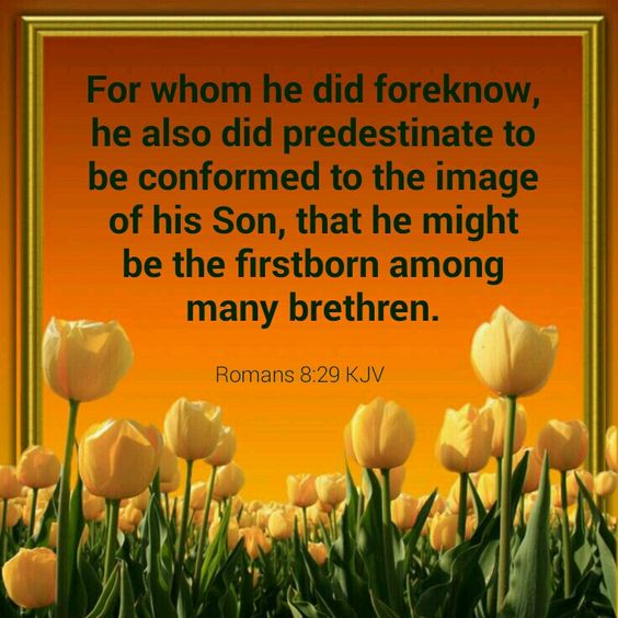 Romans 8:29 KJV