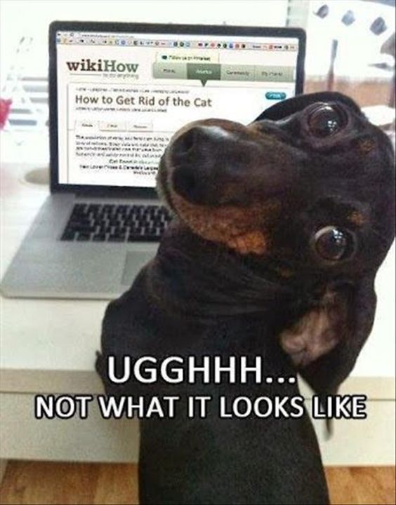 funny animals (13)