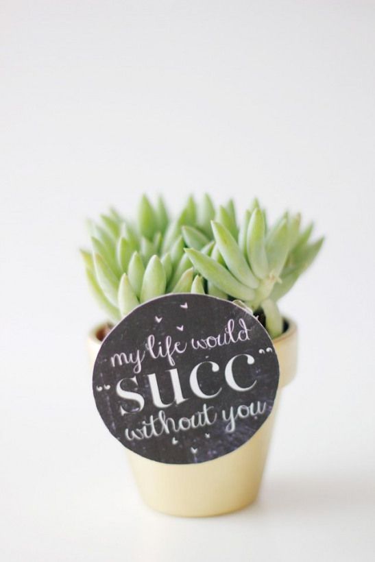 Pin By Karrie Perks On Gardening Succulent Gifts Succulent Puns