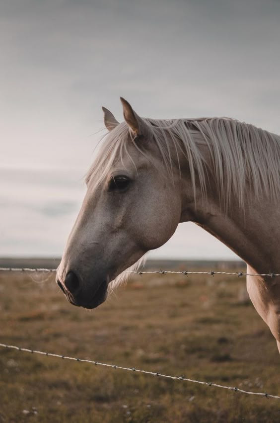 r/Horses - Neighbours horse