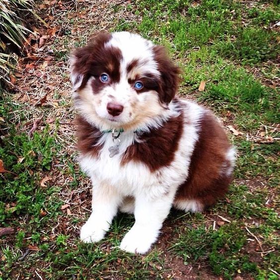south texas australian shepherd rescue i found kira on australian shepherd merle australian shepherd south texas australian shepherd rescue i found kira on australian shepherd merle australian shepherd