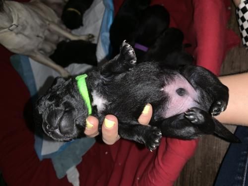 Adopt Kodak On Pet Adoption Pets Pugs