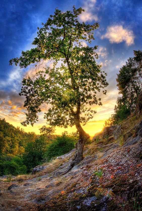 hdr tree