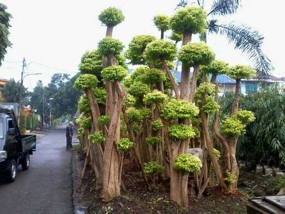 " Bonsai Anting Putri " TANAMAN HIAS|KOLAM MINIMALIS|SAUNG|PAGAR BETON 02194342296 atau 08999778806