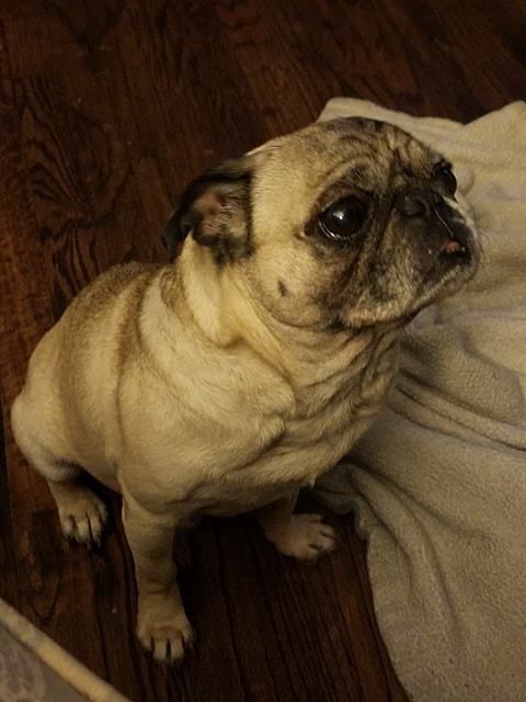 Adopt Jake Medical Hold On Pug Rescue Shelter Dogs Dogs