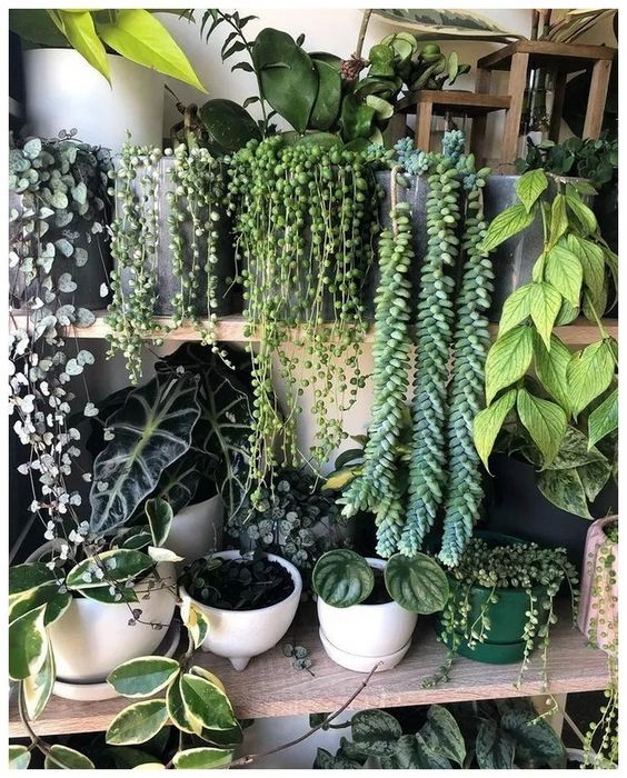 plants with leaves that trail down the planters #gardenIdeas #garden #gardening #plants #homeDecor #indoor #shelves