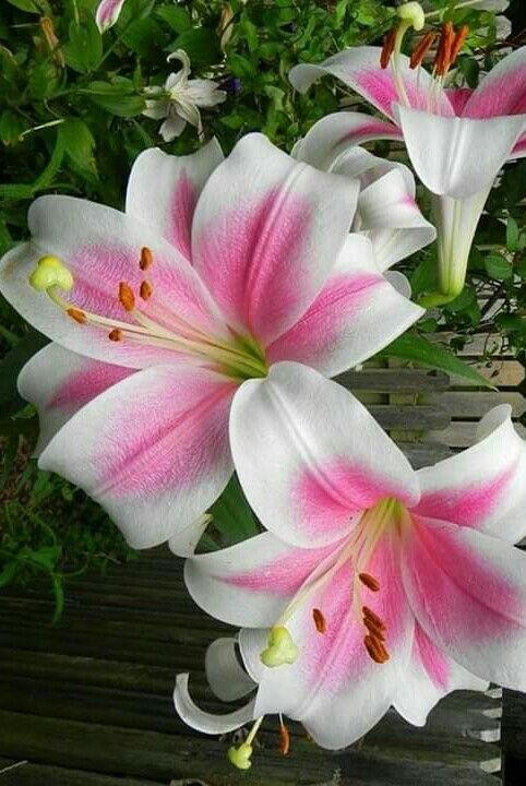 Lily Flowers Care