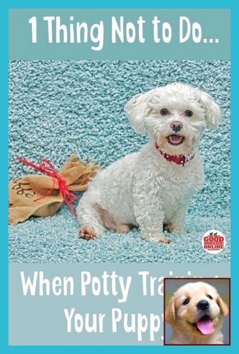I Ve Housebroken A Million Dogs And This Is How I Did It At