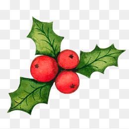 Christmas Holly Decorations Vector Material