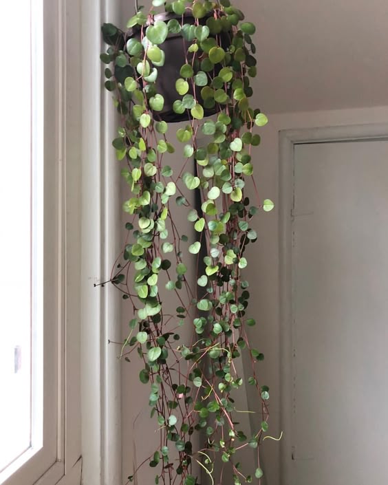 My first plant love, the Peperomia ruby cascade. It was love at first sight. Sending happy plant vibes to all! ð¿ðð¿