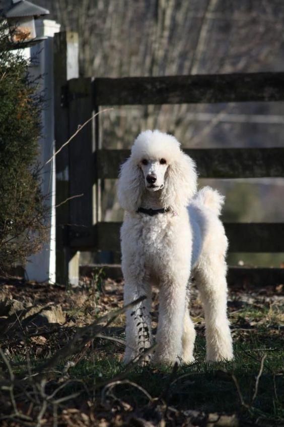 Toy Poodles Won Best In Show At Crufts In 1966 And 1982