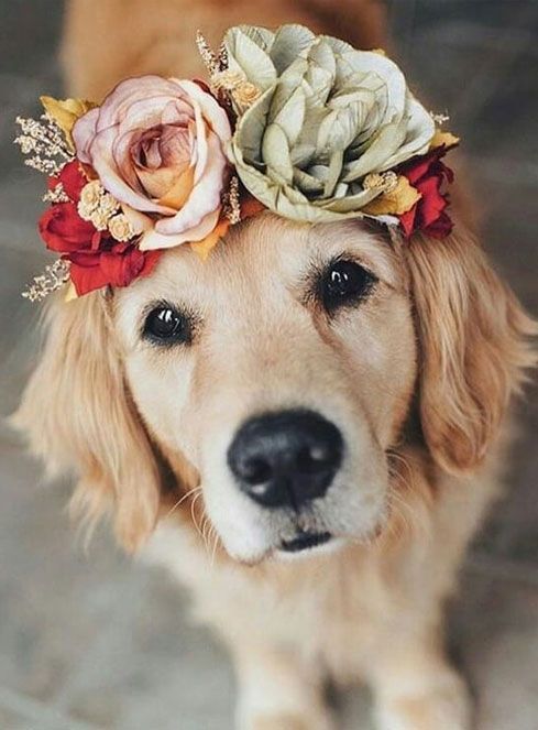 Send Photos | Photos of Wildflower Seeds | BBB Seed