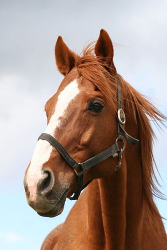 Horse Breeds