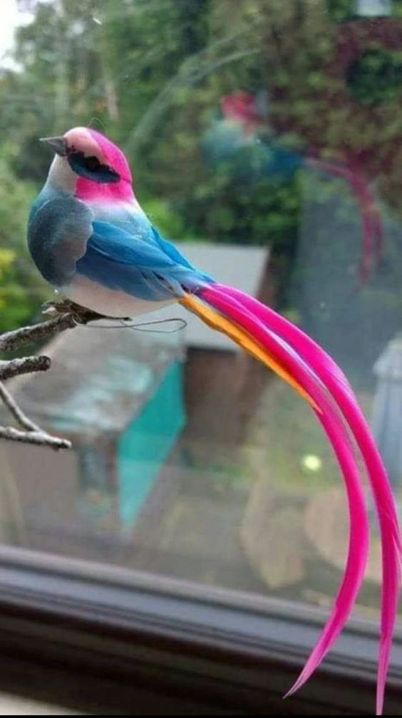 White Morph Reddish Egret Wild Birds Beautiful Birds Nature Birds