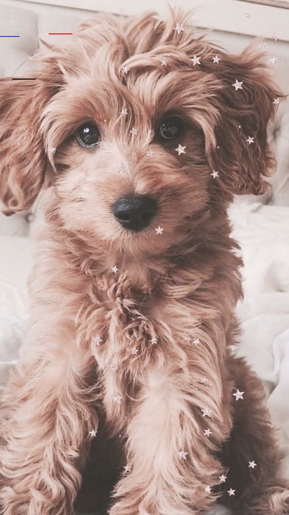50 Cute Puppies I Adore Adore Cute Puppies Wallpapers 4k Free Iphone Mobile Games Cute Animals Puppies Very Cute Puppies Cute Puppy Wallpaper