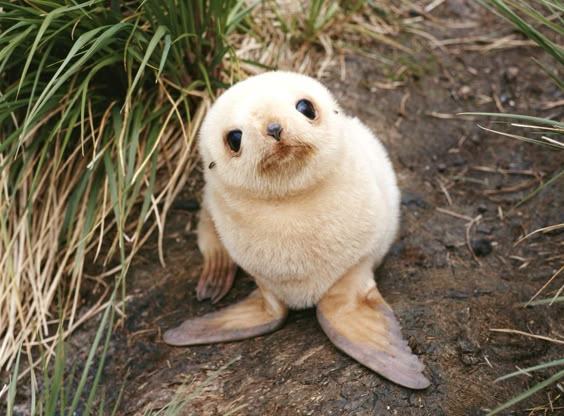 45 Teeny Baby Animals You'll Want to Put in Your Pocket