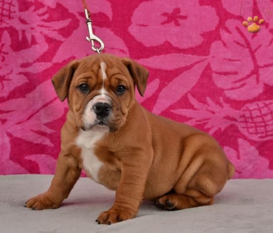 Barnie Beabull Puppy For Sale In Kimbolton Oh Lancaster