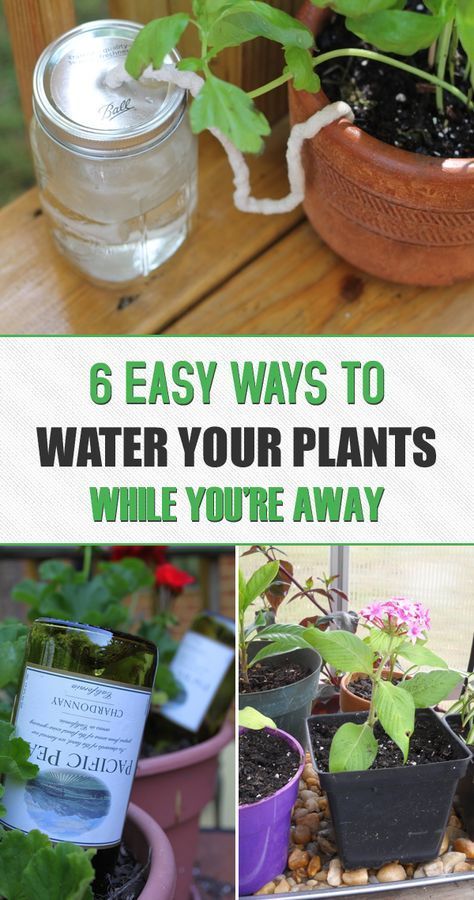 6 Ways To Water Your Plants While You Re Away Outdoor Water Plants Outdoor, How To Water Garden Plants While Away