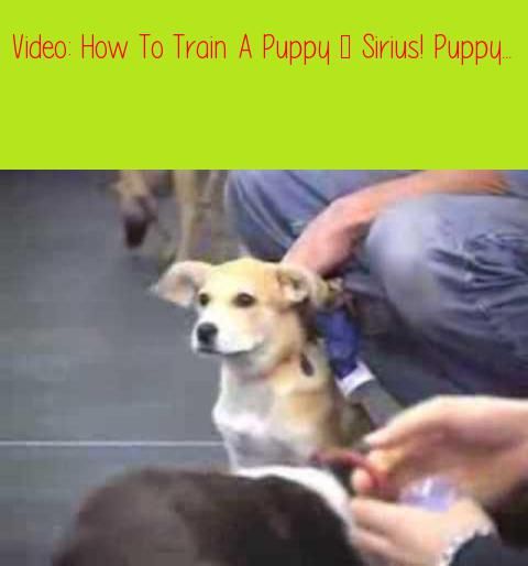 How To Train A Puppy Sirius Puppy Training4 Books 13 Videos