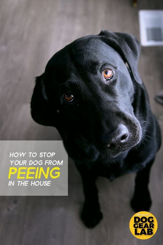 How To Stop Your Dog From Peeing In The House Dogs Peeing In