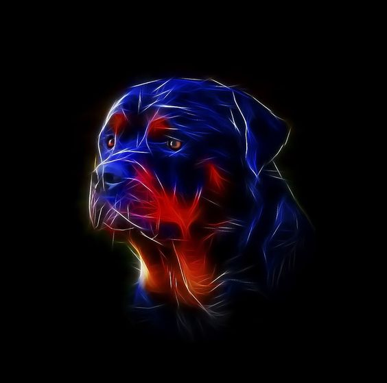 rottweiler-dog-3d-photo
