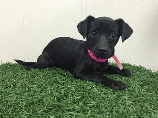 Super Urgent 02 2018 Brooklyn A Dachshund For Adoption In